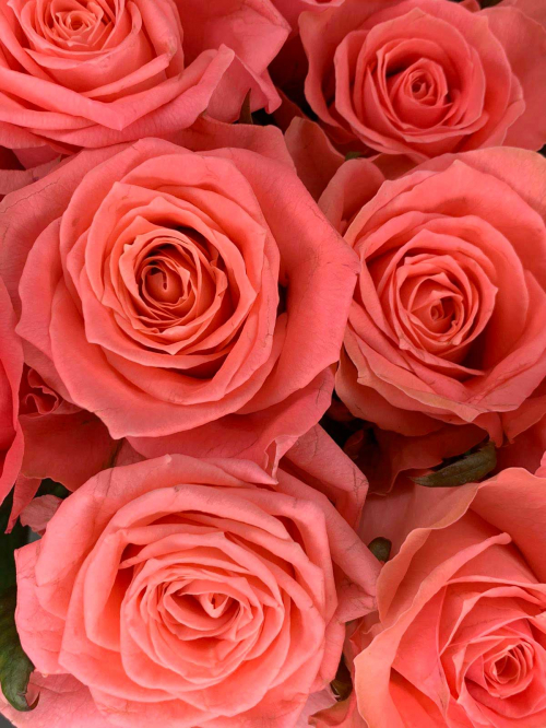 Цветы в ассортименте: Роза «Россия Annakarina» (поштучно, 60-80см)