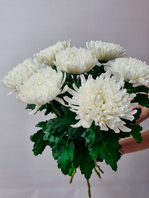 Хризантема Антонов белого цвета