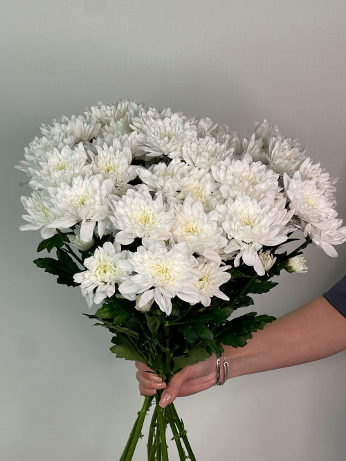 Цветы поштучно «Хризантема  кустовая белая Евро»