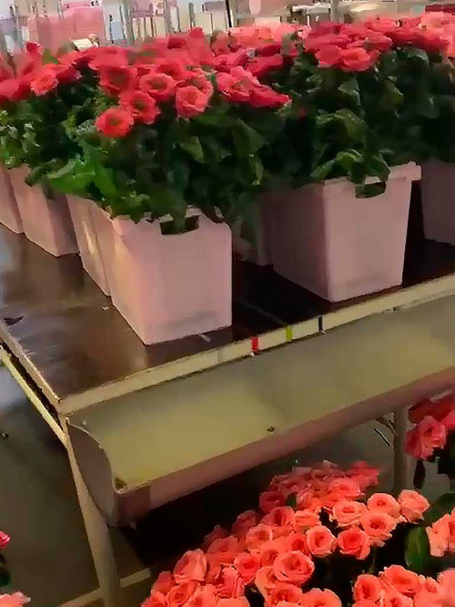 Оптовая продажа цветов в Тюмени