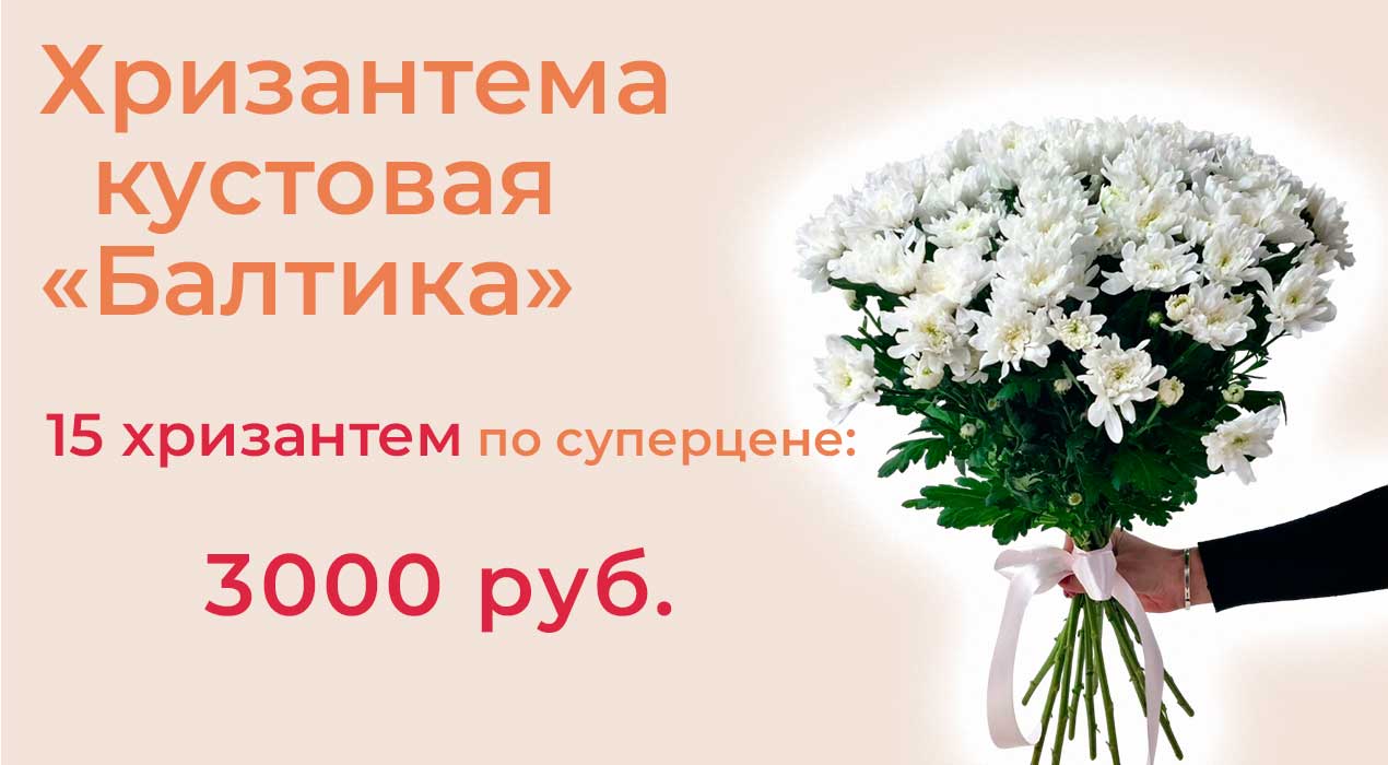 Белая хризантема «Балтика» 15 шт.