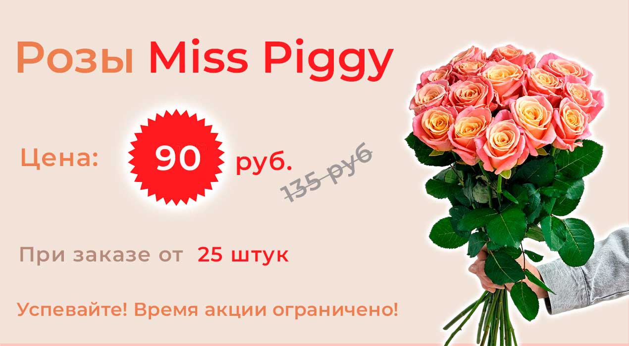 Розы «Miss Piggy»