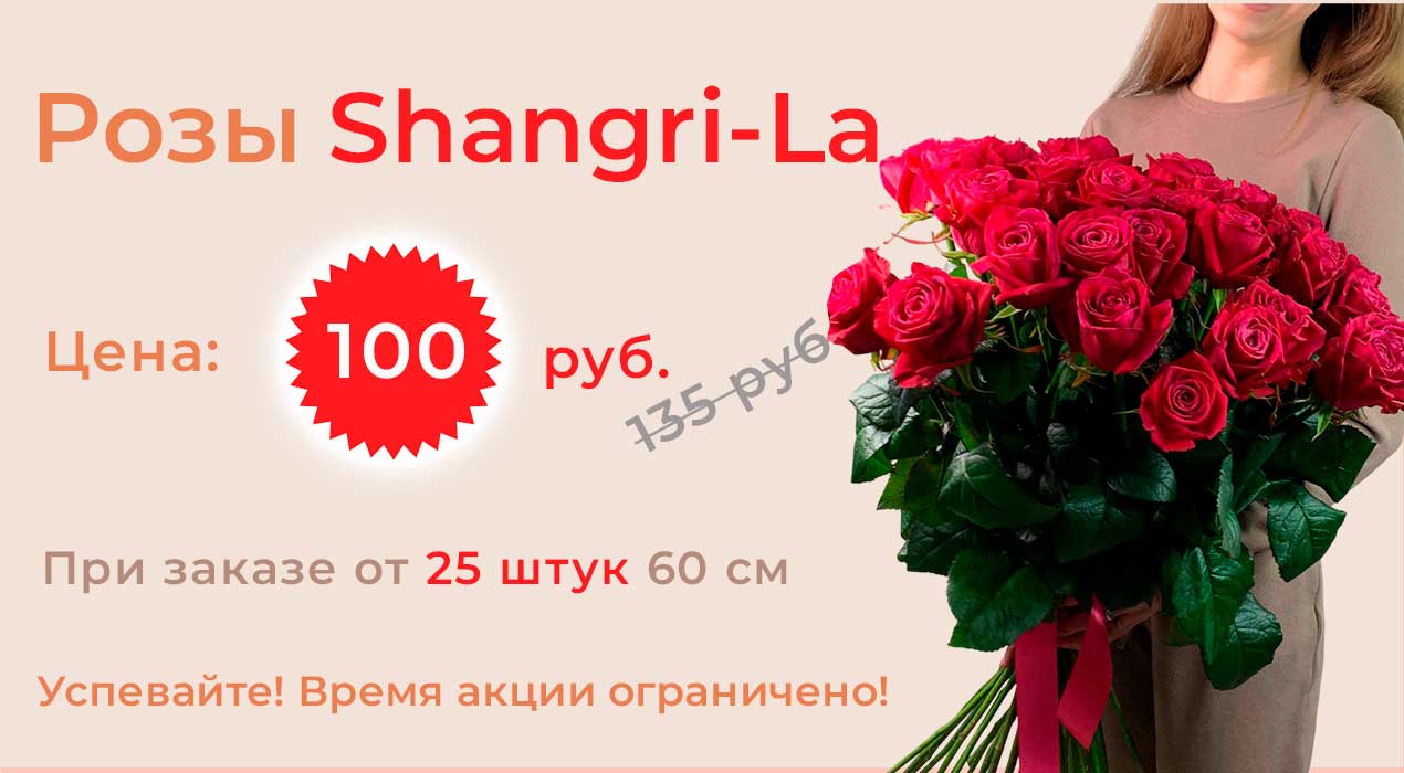 Роза Россия Shangri-La