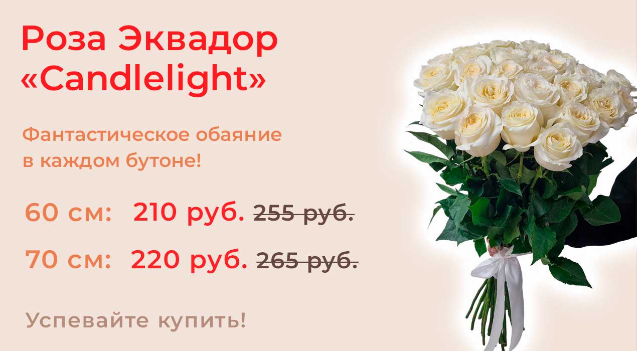 Роза Эквадор «Candlelight»