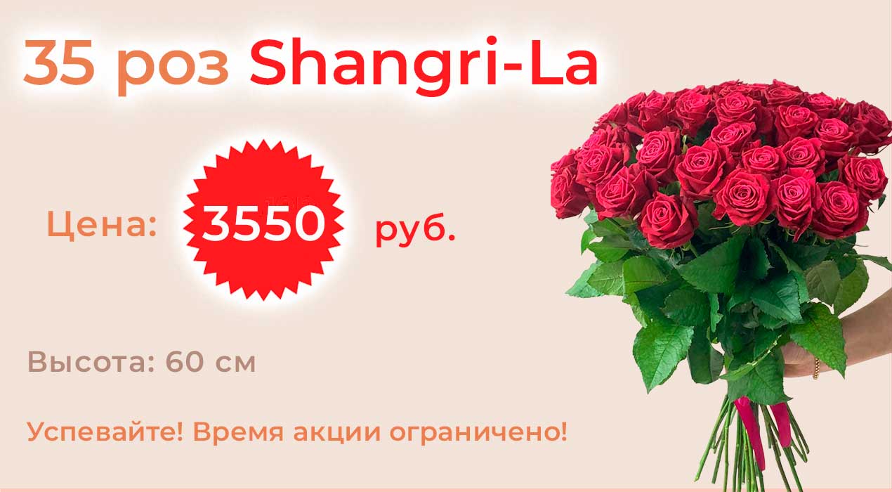 Роза Россия Shangri-La 35 шт