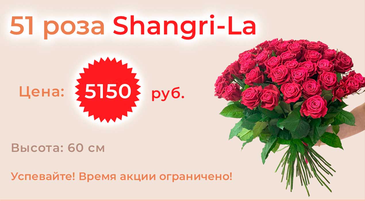 Роза Россия Shangri-La 51 шт