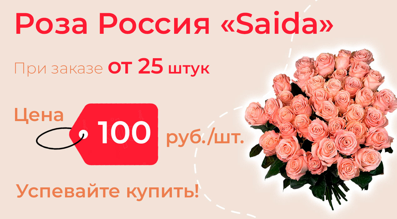 Роза Россия «Saidа»