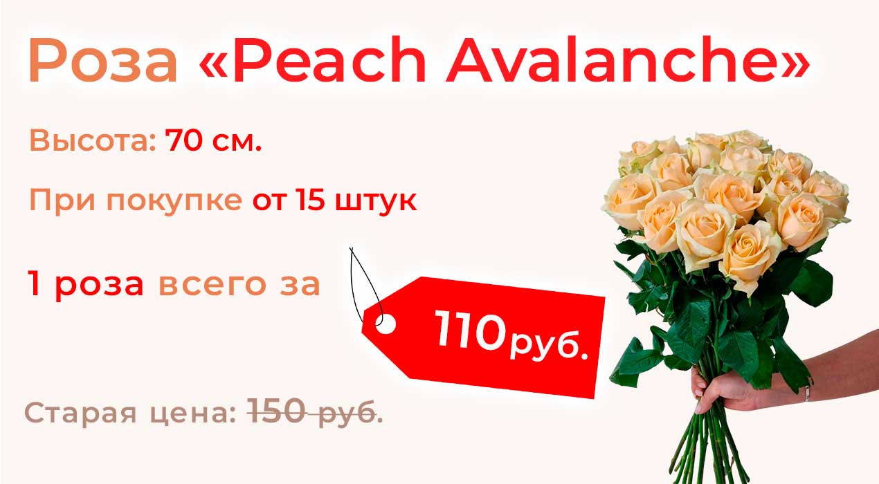 Роза Peach Avalanche по выгодной цене
