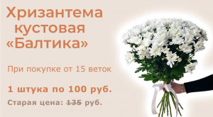 Белая хризантема «Балтика»