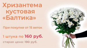 Белая хризантема «Балтика»