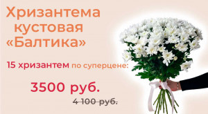 Белая хризантема «Балтика» 15 шт.