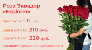 Королева роз — роза Эквадор «Explorer»