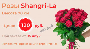 Роза Россия Shangri-La
