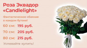 Роза Эквадор «Candlelight»