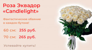 Роза Эквадор «Candlelight»