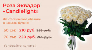 Роза Эквадор «Candlelight»