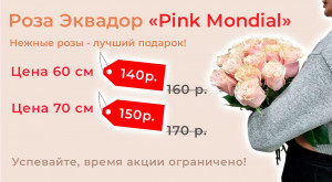 Роза Эквадор «Pink Mondial» по выгодной цене!