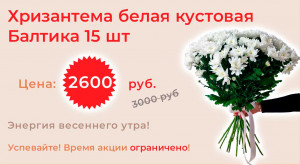 Хризантема белая кустовая Балтика 15 шт