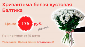 Хризантема белая кустовая Балтика 15 шт