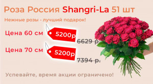 Роза Россия Shangri-La 51 шт