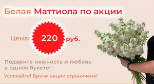 Цветы поштучно «Маттиола белая»