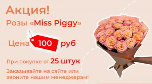 Розы «Miss Piggy» по суперцене