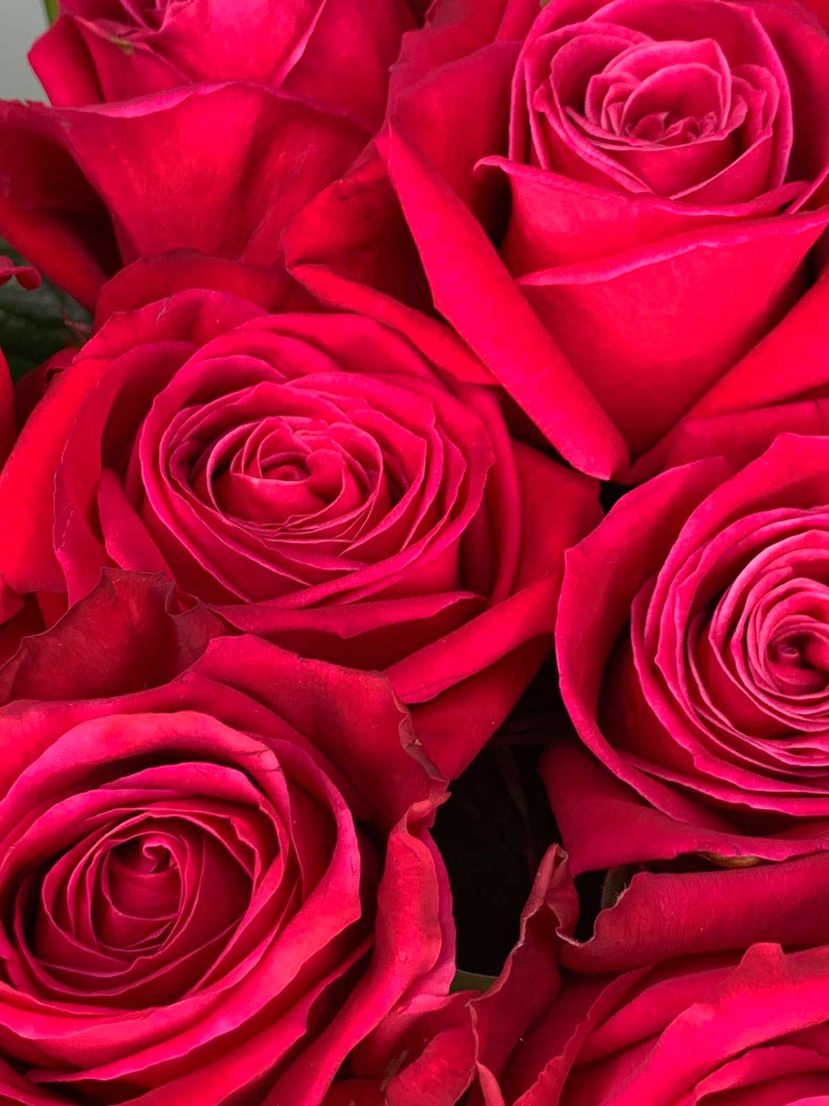 Цветы в ассортименте: Роза Россия  Shangri-La