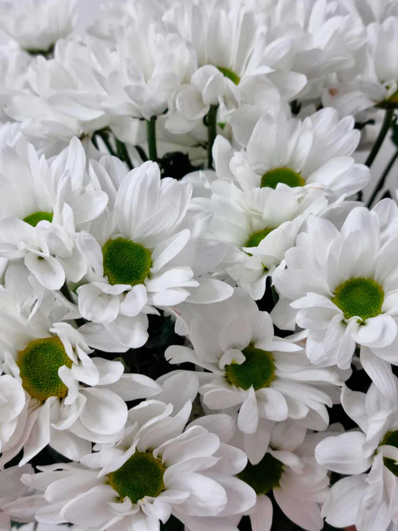 Цветы поштучно: Хризантема кустовая белая «Бакарди»