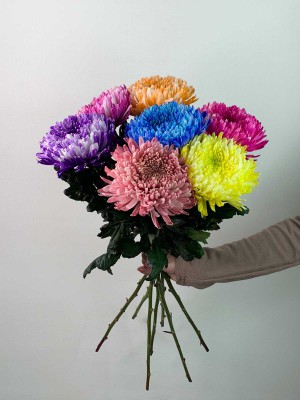 Изображение Цветы в ассортименте: Хризантема «Антонов крашеный»