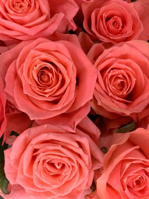 Цветы в ассортименте: Роза «Россия Annakarina» (поштучно, 50-80 см)