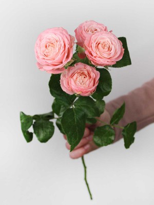 Изображение Цветы в ассортименте: Роза кустовая пионовидная «Madam Bombastic»