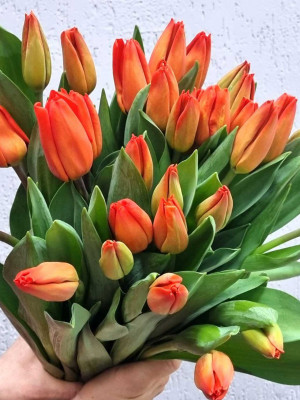 Цветы поштучно: Тюльпан