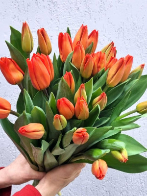 Цветы поштучно: Тюльпан
