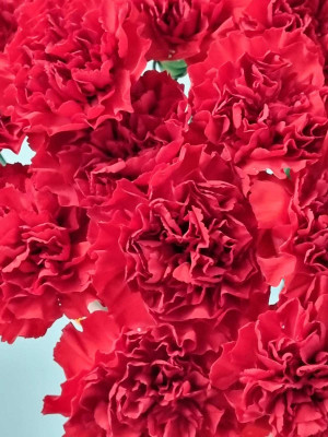 Цветы в ассортименте: Гвоздика красная