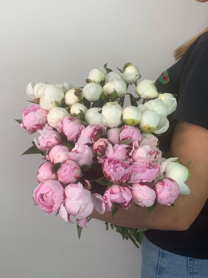 Цветы поштучно «Пионы розовые»