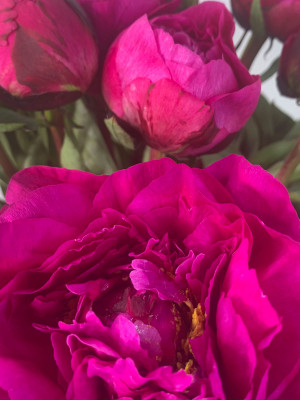 Цветы поштучно «Пионы темно-розовые»