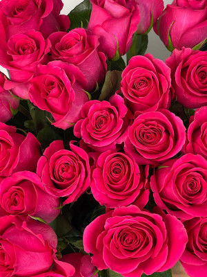 Цветы поштучно Роза Эквадор «Pink Floyd»