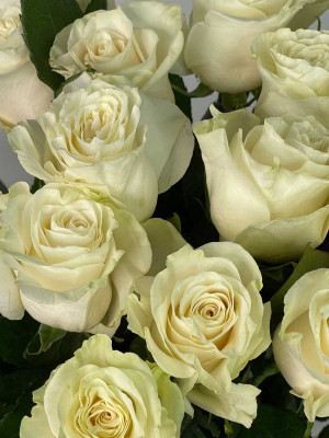 Цветы поштучно Роза Эквадор «Mondial»