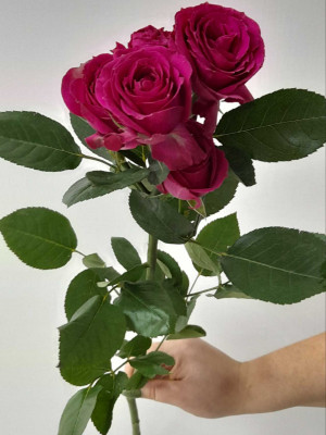 Изображение Роза кустовая Purple lrishka