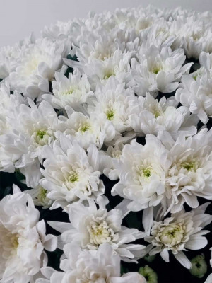 Хризантема белая кустовая Балтика