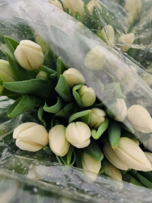 Букет «Тюльпаны белые 25 шт. в упаковке»