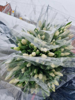 Букет «Тюльпаны белые 25 шт. в упаковке»