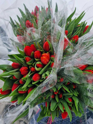 Изображение Тюльпаны красные 25 шт. в упаковке