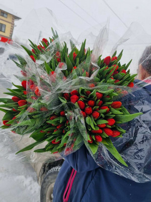 Букет «Тюльпаны красные 25 шт. в упаковке»