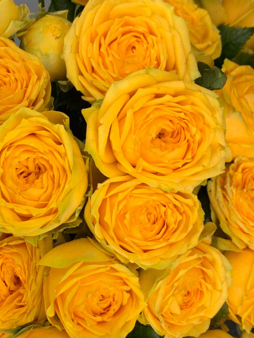 Цветы: роза кустовая пионовидная Luna Trenlsetter