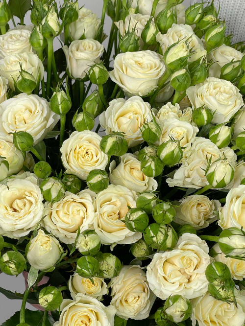 Цветы в ассортименте: Роза кустовая белая «Беларусь»