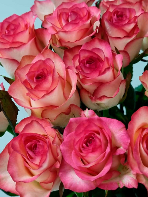 Цветы поштучно в ассортименте: Роза Россия «Jumilia»