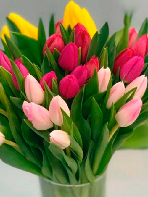 Цветы поштучно: Тюльпан