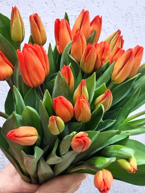 Цветы поштучно: Тюльпан