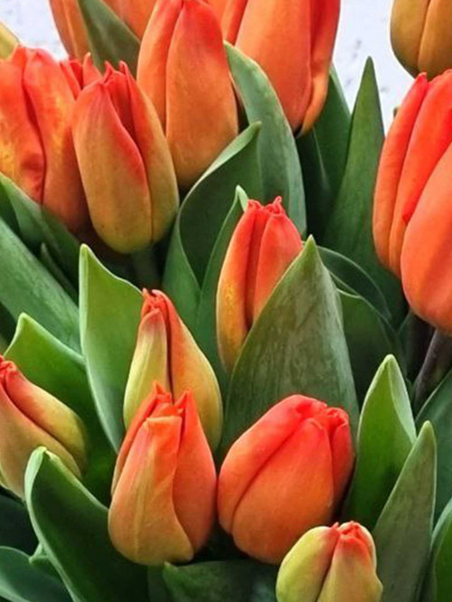 Цветы поштучно: Тюльпан